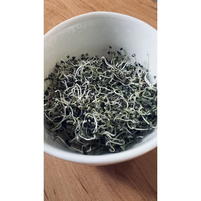 Mizuna - csíráztatás - 7. nap