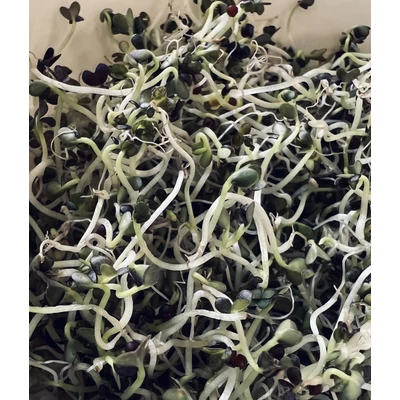 Mizuna - csíráztatás - 7. nap