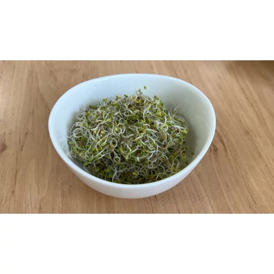 Vajrépa csíráztatás - 5. nap