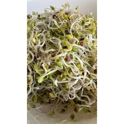 Vajrépa csíráztatás - 5. nap