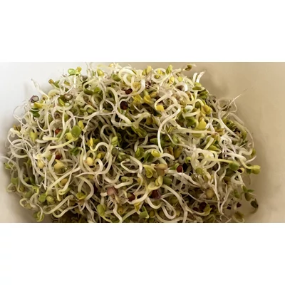 Vajrépa csíráztatás - 5. nap